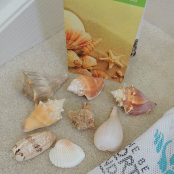 Seashell Collection Sanibel Captiva Sea Shells +Netted Shelling Bag +Shell Guide